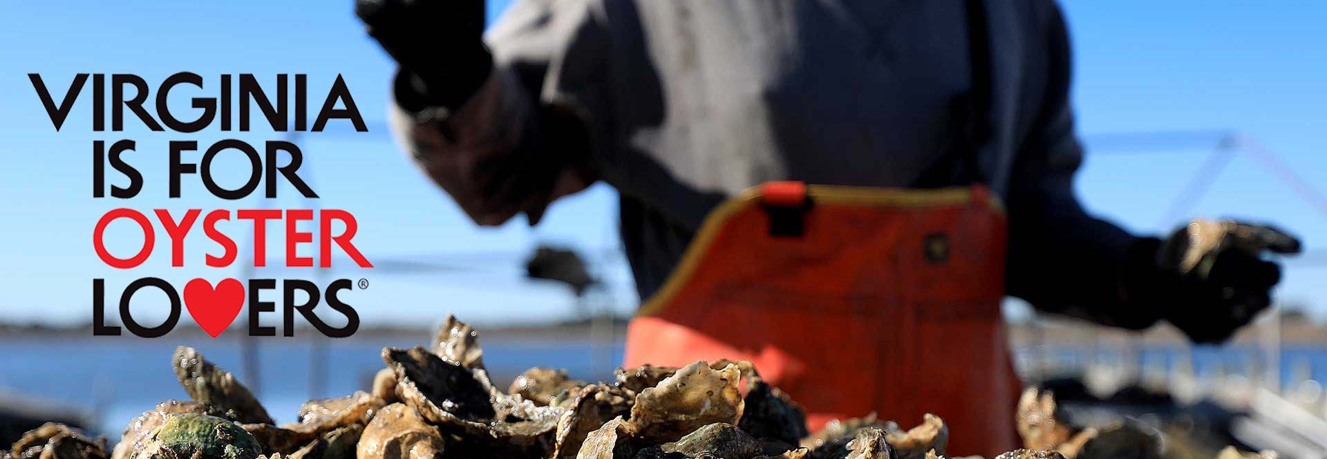 Virginia is for Oyster Lovers logo with Big Island Aquaculture shucking oysters
