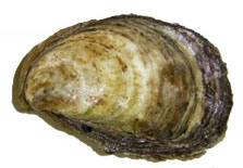 Aquaculture Oysters