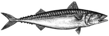 Atlantic Mackerel: Scomber scombrus