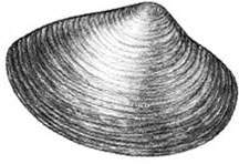 Atlantic Surf Clam: Spisula solidissima