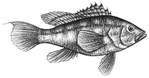 Black Sea Bass