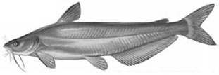 Blue Catfish: Ictalurus furcatus