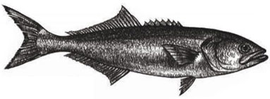 Bluefish: Pomatomas saltatrix