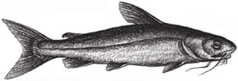 Channel Catfish: Ictalurus punctalus