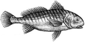 Croaker: Micropogonias undulatus