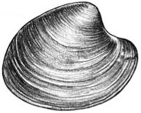 Hard Clam: Mercenaria mercenaria