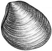 Ocean Quahog: Arctica islandic