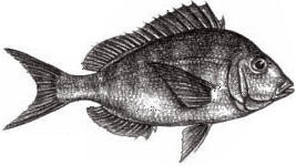 Scup (Porgy): Stenotomus chrysops