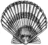 Sea Scallop: Placopecten magellanicus