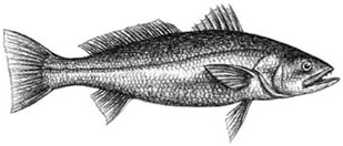 Sea Trout (grey): Cynoscion regalis