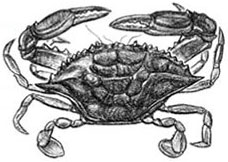 Soft Shell Crab: Callinectes sapidus