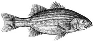 Striped Bass