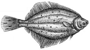 Summer Flounder (Fluke)