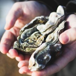 Oysters