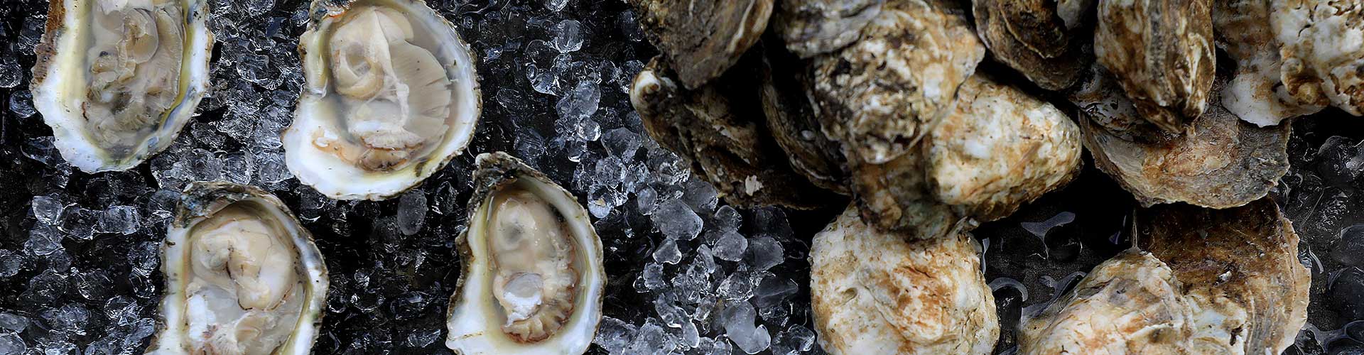 Fresh oysters arranged on ice, emphasizing their natural textures and colors, ready for serving.